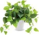 CEWOR Artificial Plants Fake Pothos with Plastic Pot Artificial Potted Plant for Home Office Bedroom Indoor Outdoor Decor 1 Pack - Image 2