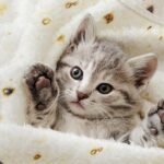 Tortilla Blanket, Baby Burritos Swaddle Blanket, Taco Blanket for Newborn Toddler, 285 GSM Soft Flannel Wearable Wrap Funny Gifts for Baby Shower Boy Girl 0-3 6 9 Months - Image 4