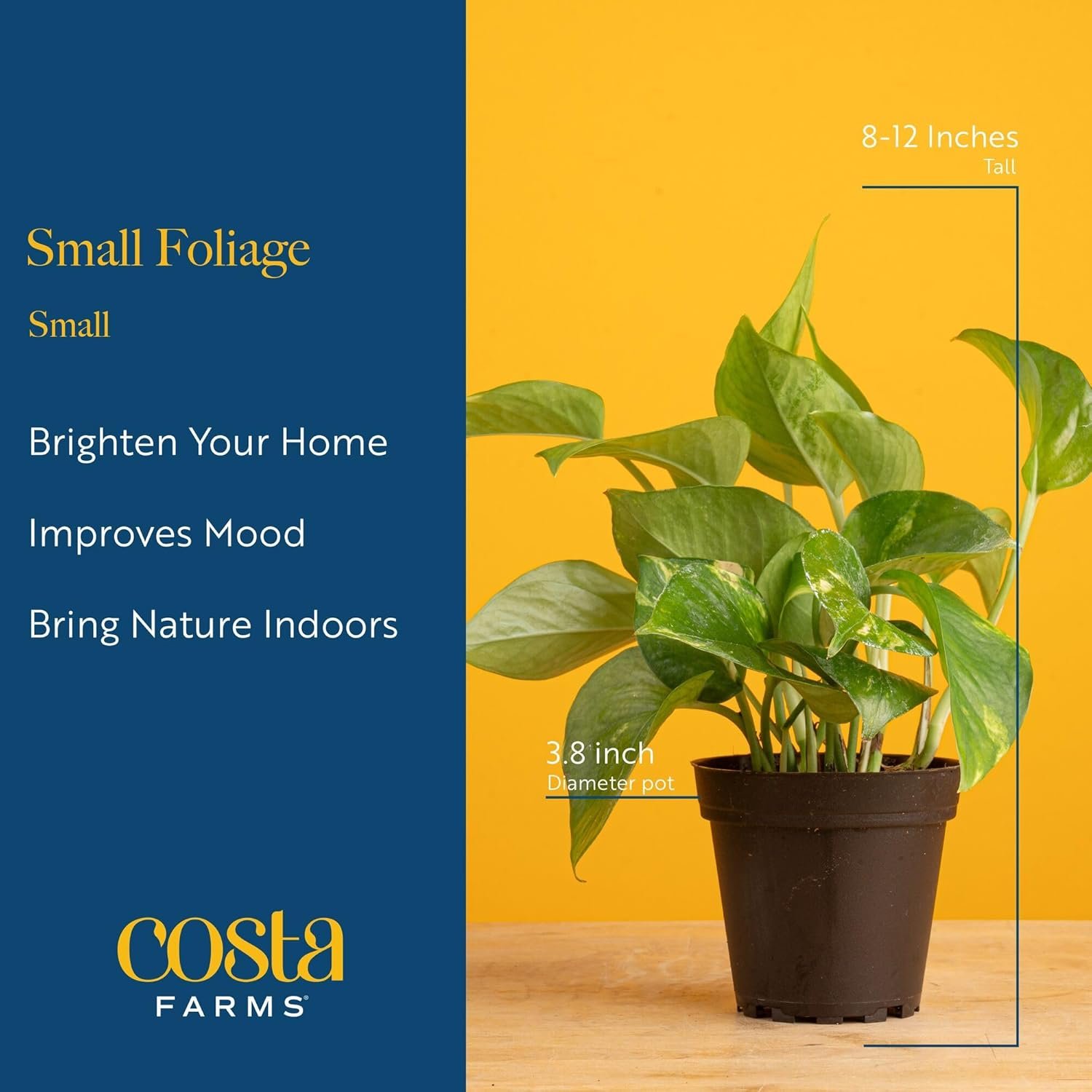 Costa Farms Live Indoor Plants in Decorative Pots, Easy to Maintain, Air Purifying Houseplants, Assorted Varieties, Room or Home Decor, House Warming Gift, 8-12 Inches Tall, Pack of 3 - Image 5