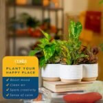 Costa Farms Live Indoor Plants in Decorative Pots, Easy to Maintain, Air Purifying Houseplants, Assorted Varieties, Room or Home Decor, House Warming Gift, 8-12 Inches Tall, Pack of 3 - Image 6