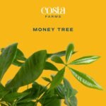 Costa Farms Money Tree Live Plant | 12-16 Inches Tall Bonsai | Easy to Grow Indoor Houseplant in Plant Pot | Home, Office, or Room Decor | Birthday, Housewarming Gift - Image 4