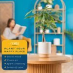Costa Farms Money Tree Live Plant | 12-16 Inches Tall Bonsai | Easy to Grow Indoor Houseplant in Plant Pot | Home, Office, or Room Decor | Birthday, Housewarming Gift - Image 6