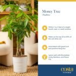 Costa Farms Money Tree Live Plant | 12-16 Inches Tall Bonsai | Easy to Grow Indoor Houseplant in Plant Pot | Home, Office, or Room Decor | Birthday, Housewarming Gift - Image 7