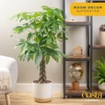 Costa Farms Money Tree Live Plant in Decorative Pot, Air Purifying, Large Indoor Houseplant, Perfect for Home, Room, or Office Decor, Great House Warming or Birthday Gift, 3-4 Feet Tall - Image 3