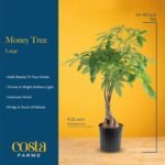 Costa Farms Money Tree Live Plant in Decorative Pot, Air Purifying, Large Indoor Houseplant, Perfect for Home, Room, or Office Decor, Great House Warming or Birthday Gift, 3-4 Feet Tall - Image 5