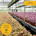 Costa Farms Money Tree Live Plant in Decorative Pot, Air Purifying, Large Indoor Houseplant, Perfect for Home, Room, or Office Decor, Great House Warming or Birthday Gift, 3-4 Feet Tall - Image 8