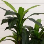Nearly Natural 48in. Dracaena Artificial Plant with Green Real Touch Leaves - Lifelike Indoor Décor - Image 7