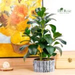 Der Rose Fake Plants Artificial Plants Indoor with Black and White Striped Pots for Room Home Bathroom Bedroom Kitchen Decor - Image 5