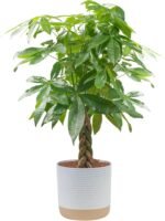 Costa Farms Money Tree Live Plant in Decorative Pot, Air Purifying, Large Indoor Houseplant, Perfect for Home, Room, or Office Decor, Great House Warming or Birthday Gift, 3-4 Feet Tall - Image 2