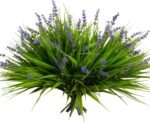 alyptus 12 Bundles Artificial Plants Outdoor Fake Monkey Grass with Flowers for Pot UV Resistant Plant Decor for Window Garden Patio Hanging Planter Pathway Front Porch (Grass with Flowers) - Image 2