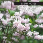 Whish Neck Firming Cream with Bakuchiol - 3D Reshaping Effect for Neck, Jawline & Chin - 3.4oz - Image 4