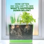 Dan&Darci Root Viewer Kit for Kids - Grow Your Own Plant for Boys & Girls Easter Gifts - Science STEM Toy & Craft Growing Kits for Ages 4-8 Birthday Gifts for Boy, Girl 4, 5, 6, 7, 8, Year Old - Image 3