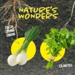 Dan&Darci Root Viewer Kit for Kids - Grow Your Own Plant for Boys & Girls Easter Gifts - Science STEM Toy & Craft Growing Kits for Ages 4-8 Birthday Gifts for Boy, Girl 4, 5, 6, 7, 8, Year Old - Image 7